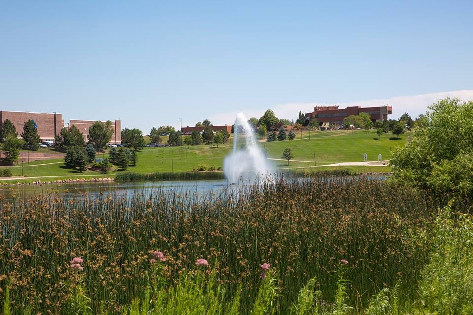 A fountain playing on a Thornton lake behind wildflowers